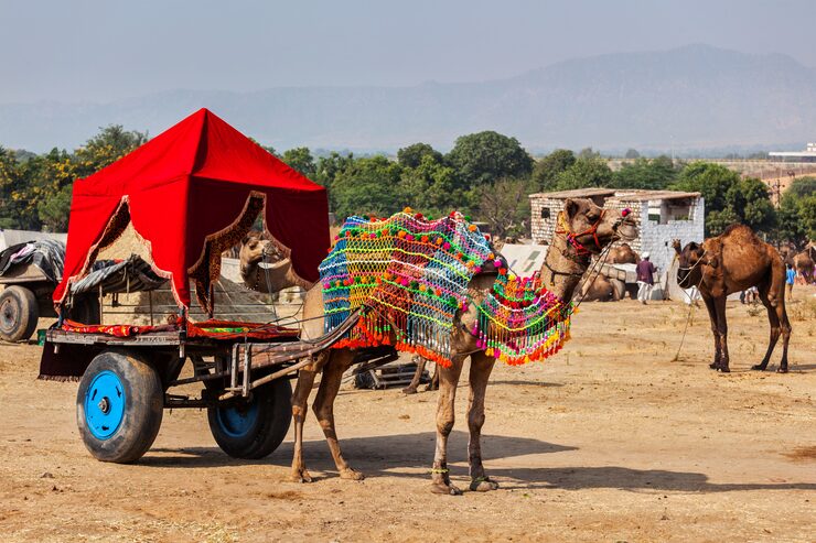 camel-taxi-pushkar-mela-pushkar-camel-fair-pushkar-rajasthan-india_163782-3321